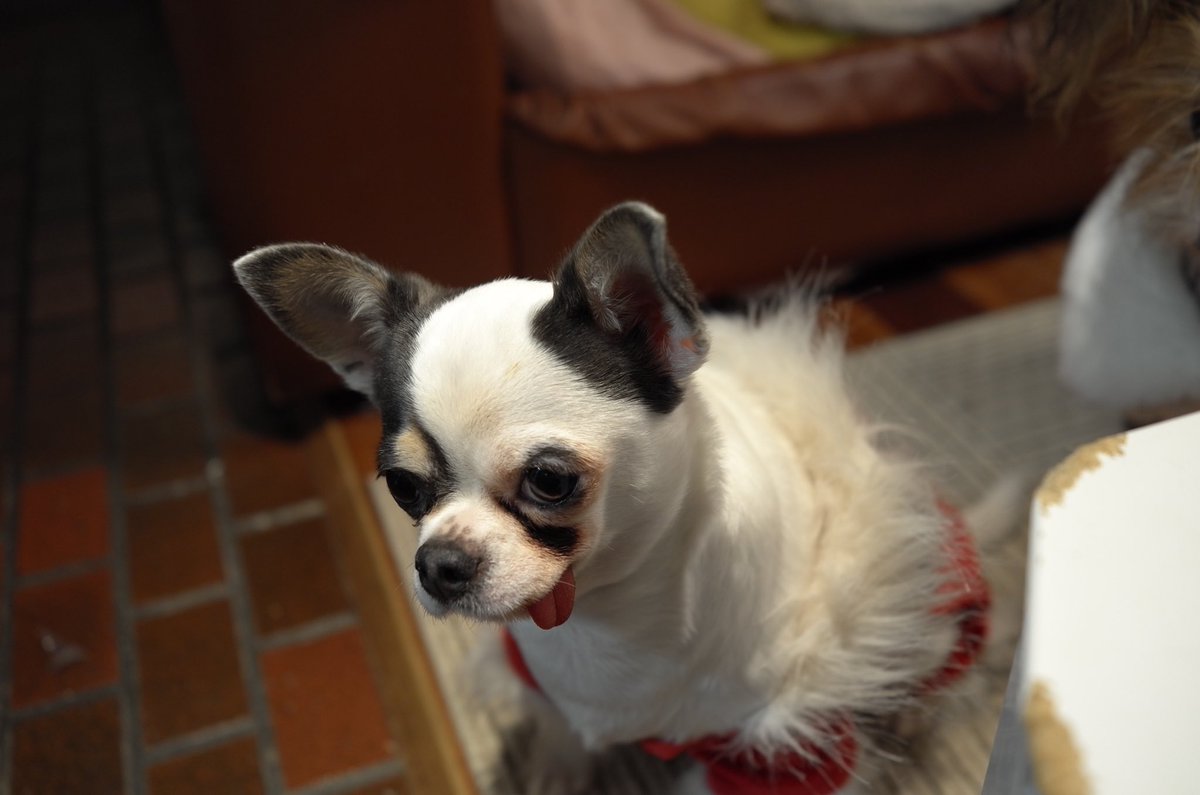 ヘアレスドッグ