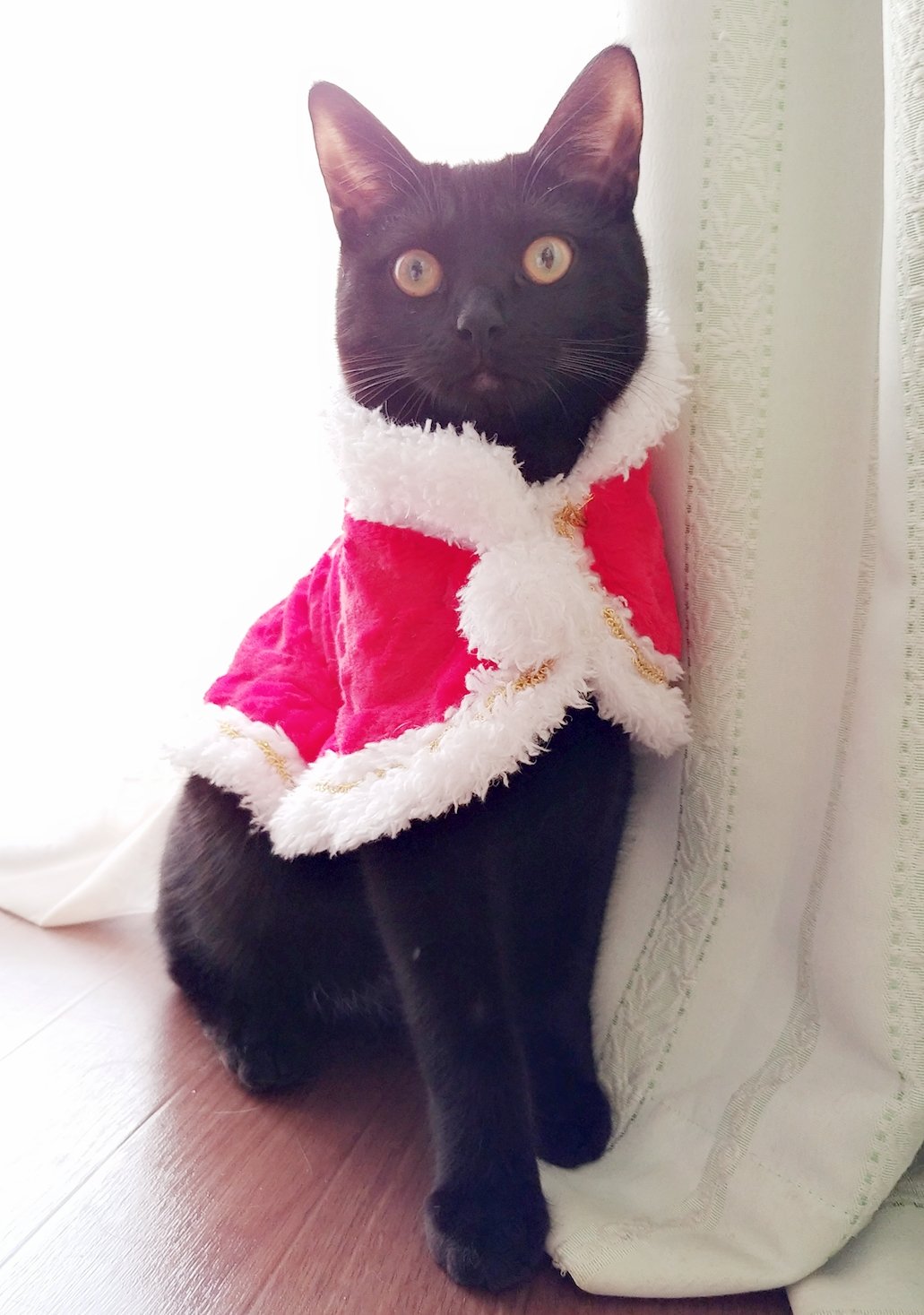 仔猫を拾ったので Sur Twitter 251日目 メリークリスマス 実は二種類サンタ服 マント があったので もうひとつも折角なので 毎回服を着せた時の妙なドヤ顔が笑える プレゼントを全く用意していないので あとでちょっとしたおやつでも買ってきてあげようか