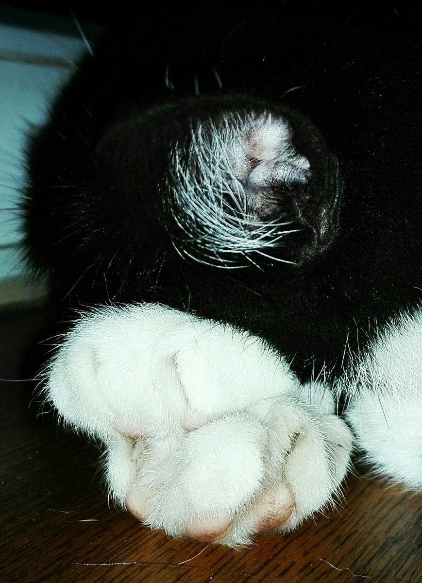 MagdaMswms's tweet image. Kropka 
#mójkot