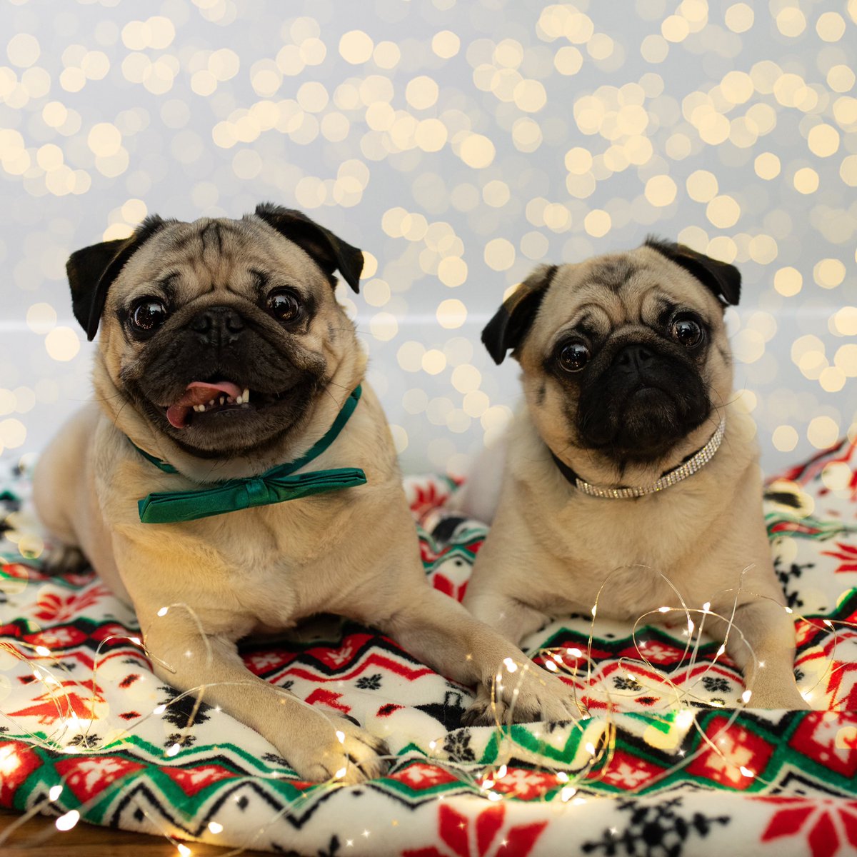 itsdougthepug's tweet photo. I got everything I wanted for Christmas right here https://t.co/QJddAmG5Bq