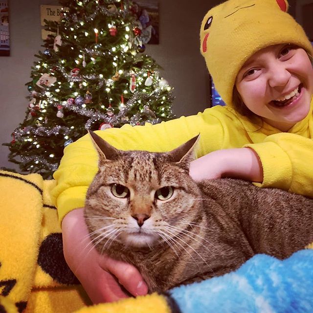 Kitty isn't impressed with Christmas this year. 
#lovemycats #lovemycat❤️ #catsogram #christmaskitty #catsandchristmastrees bit.ly/2Sh4Mck