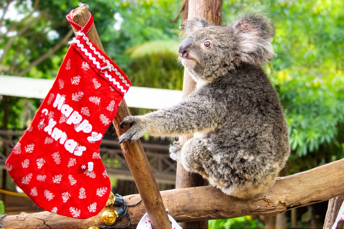 RFSKuranda's tweet photo. ππ π
π» MERRY CHRISTMAS EVERYONE! ππ π
π»
May your day be filled with lots of koala-ity family time, koala-style cuddles and more joy and happiness than our Kara with freshly cut gum leaves (& her Christmas stocking! π)
#fluffmas
#merrychristmas #christmas #exploretnq https://t.co/boC6eMJcaE