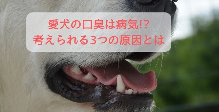 犬の口臭