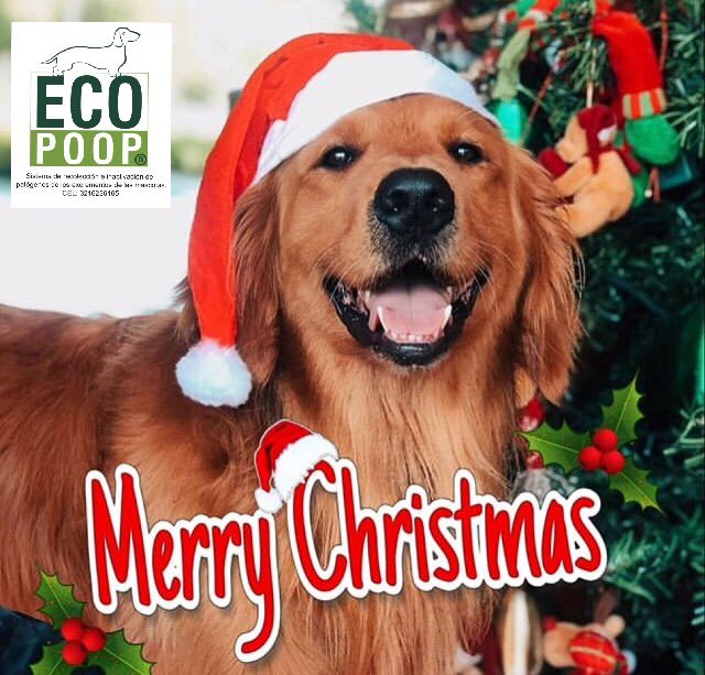 Ecopoop's tweet photo. Feliz Navidad y un próspero Año Nuevo🎉🌲 https://t.co/m23co5DhWI