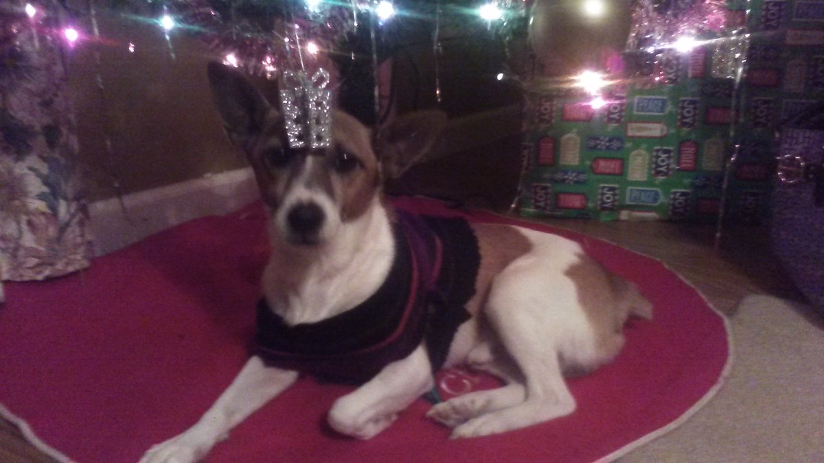 ThePupsAndMe's tweet photo. A pic of rocky by the tree
#servicedog #sdit #cute #mixbreed #Marrychristmas follow my Instagram to keep up with us I post there more it's the.mixbreed.servicedog https://t.co/xcGypI7gYW