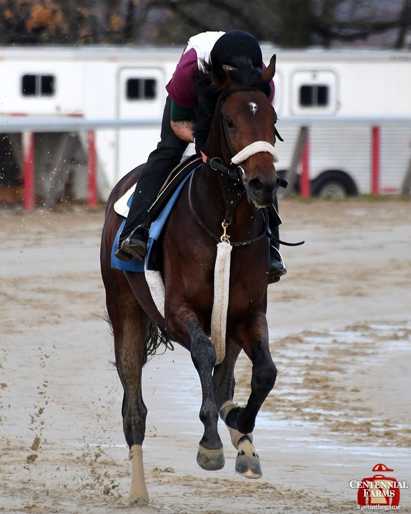 Centennial_Farm's tweet image. A couple days after the full moon, it was Lunar Illusion's turn to light up #PalmMeadows! The exciting juvenile posted a half-mile move on #ChristmasEve.