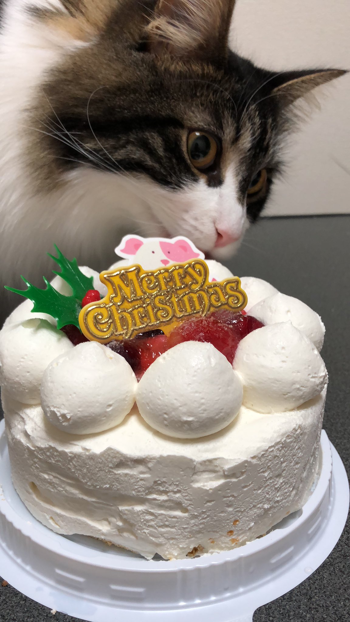 Yamato メメさんとアッシュと猫用ケーキ でクリスマス