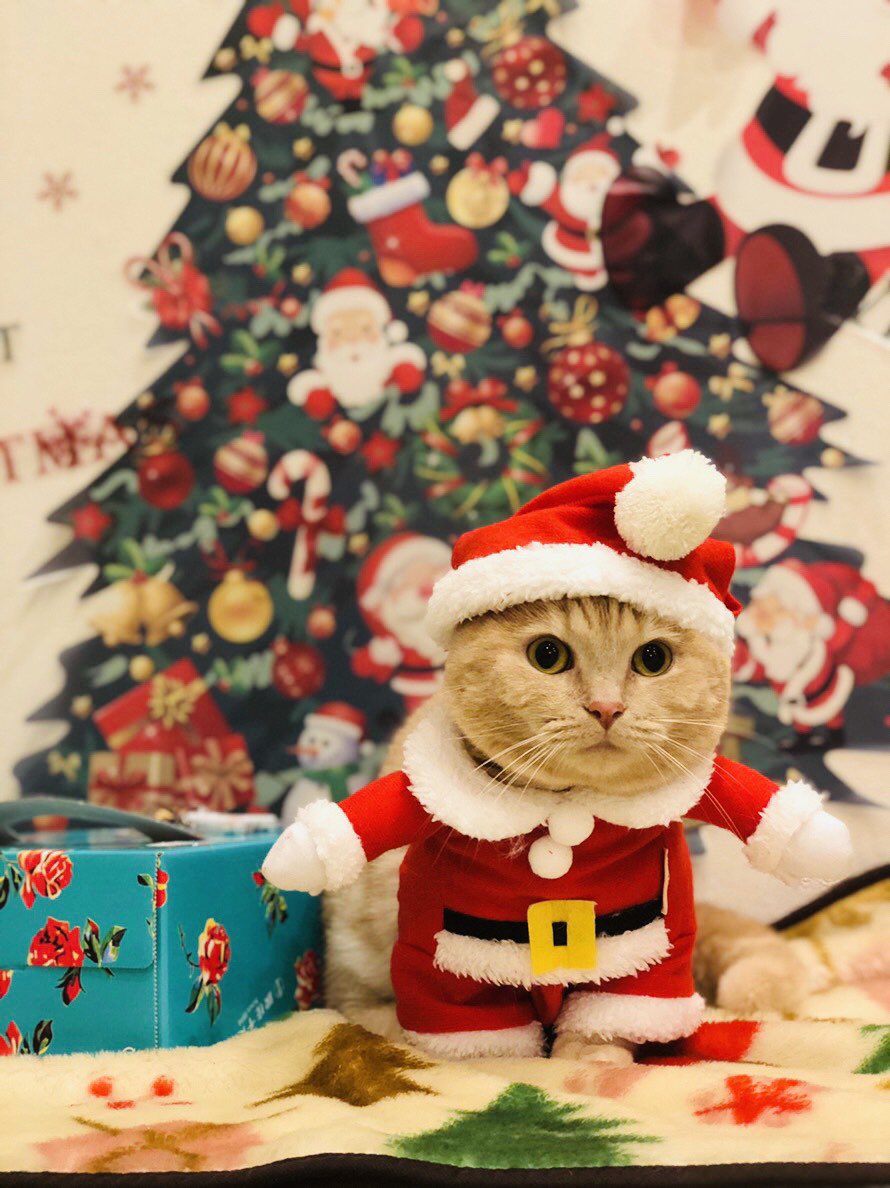 Merry Christmas🎅✨ #藤原樹 #MerryChristmas #じゅじゅサンタ