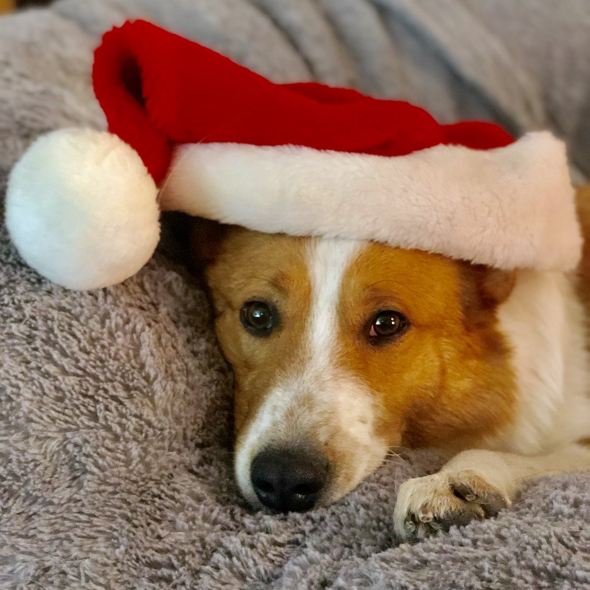 chrisford's tweet photo. Merry Christmas! Here’s a picture of my dog Odin letting me take a picture of him in a Santa hat. #dogsinhats #dogsinsantahats #ChristmasEve https://t.co/v1H0073rV6