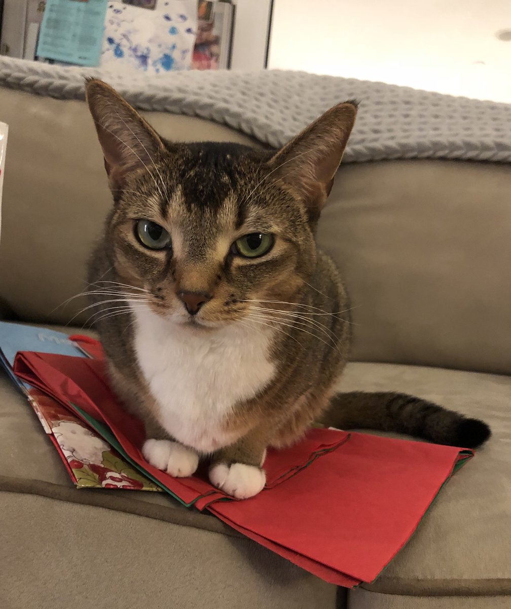 HiddenHarlow's tweet photo. @longwall26 Don’t even get me started on the bags full of tissue paper! Do you know how inviting that is for a cat?? https://t.co/uGL6hVV10z