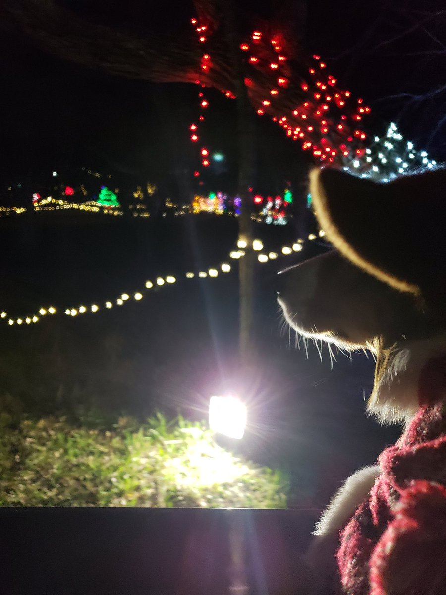 BeasleyCorgi's tweet photo. Christmas lights!! #corgi #corgipuppy #sablecorgi #corgisofinstagram #cute #corgination #pembrokewelshcorgi #adorbs #corgilove #Christmas #doggo https://t.co/zoGsfmoLY4