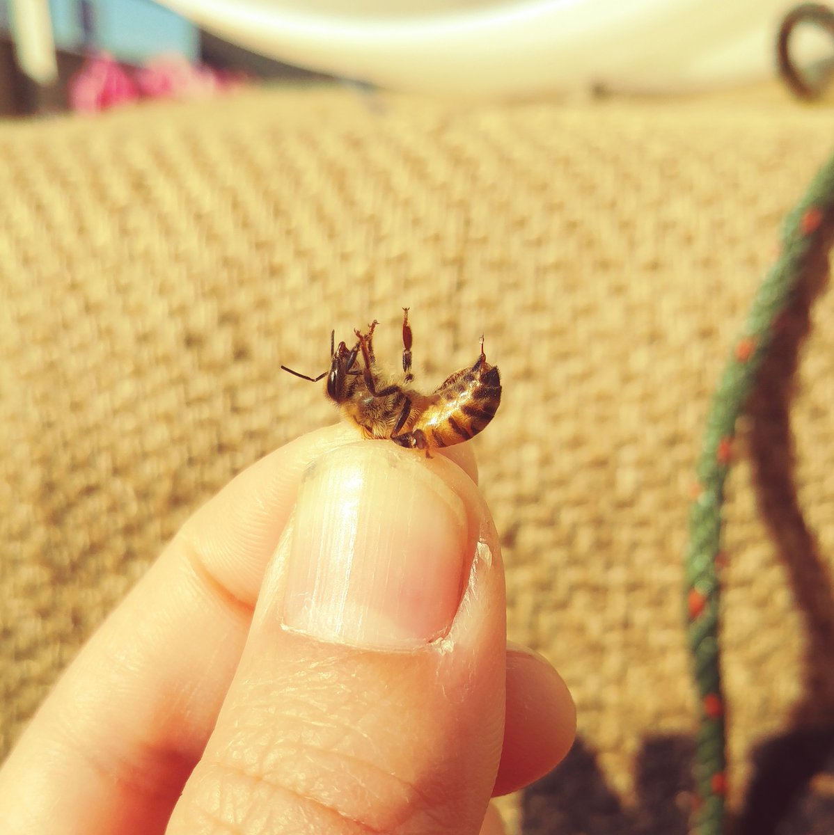 Twitter पर 深大寺養蜂園 生はちみつ 生ローヤルゼリー通販しています プレゼントにもぜひ これがミツバチの針です チクッ ハチ 刺すというイメージがありますが 基本的にハチに嫌がることをしなければ刺されません 深大寺養蜂園 深大寺 ミツバチ