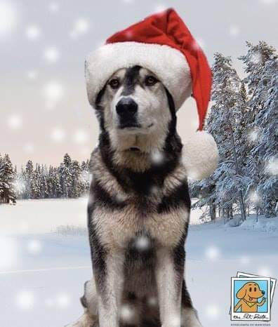 TotemsMx's tweet photo. Koi y todo el equipo tótems les deseamos una excelente noche llena de amor, apapacho y lengüetazos. ¡Qué tengan una maravilosa Navidad de muchos buenos comienzos! https://t.co/OYoZ0oL4BI