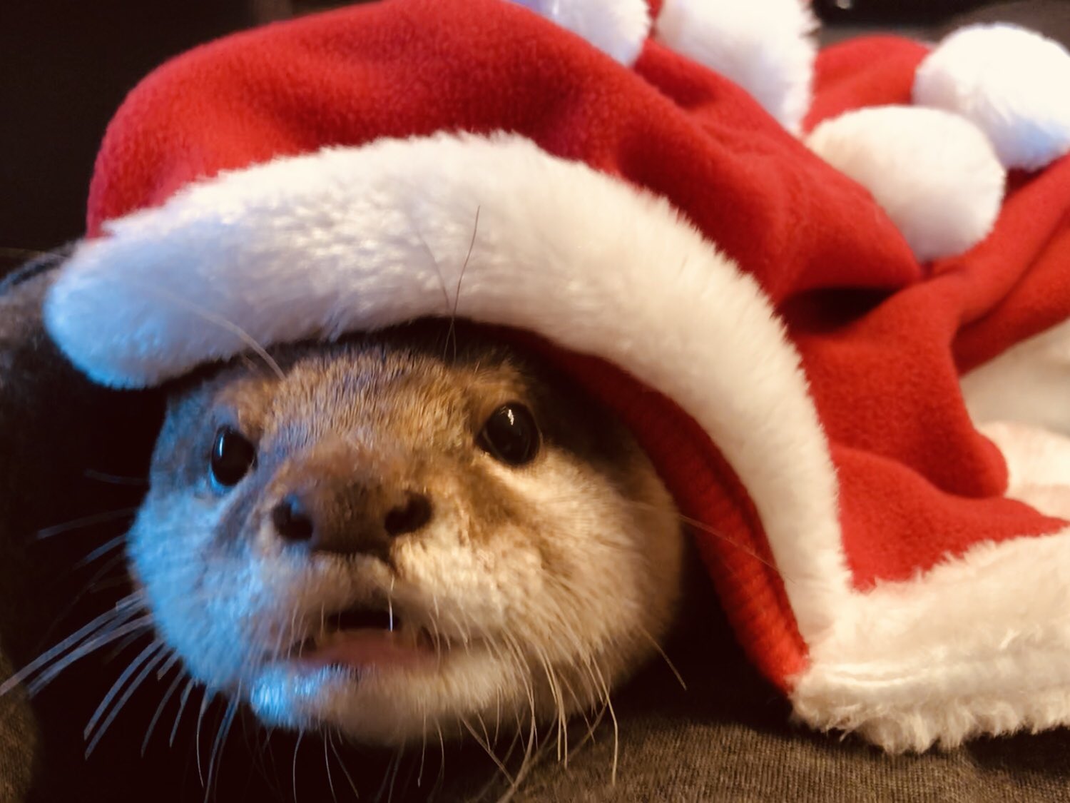 可愛い嘘のカワウソ クリスマスリースマスコット | 商品で探す