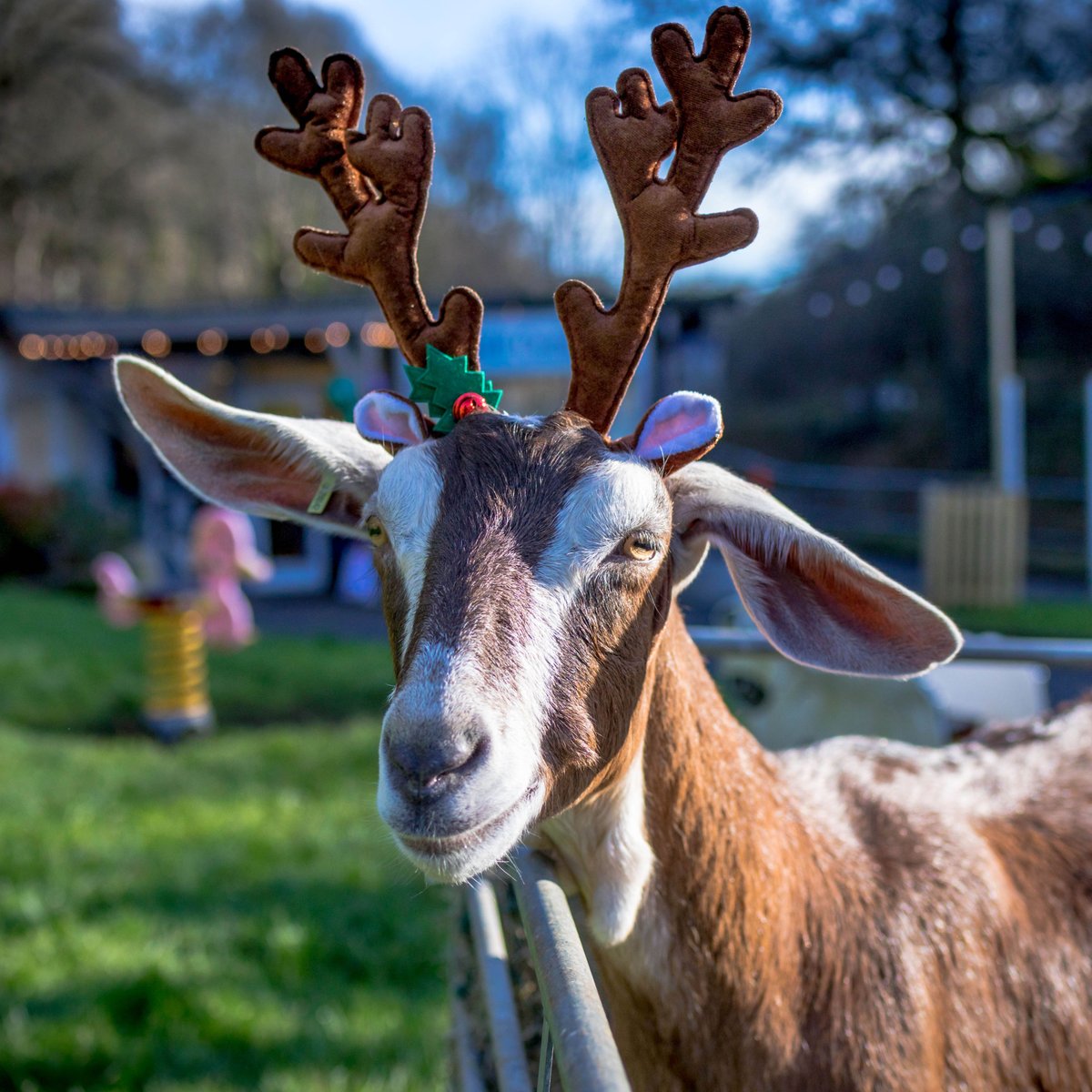 Merry Christmas to all of our lovely customers!
See you on the 27th December!
Gorgeous goat courtesy of <a href="/DartingtonDairy/">Dartington Dairy</a>
