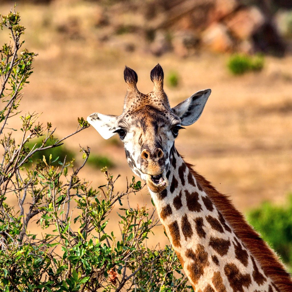 Kev_L_Smith's tweet photo. Happy Christmas, hope your having a great day.
#happychristmas #giraffe #maasaimara #africa #filminginkenya #kenya https://t.co/y6h5M8W9iO