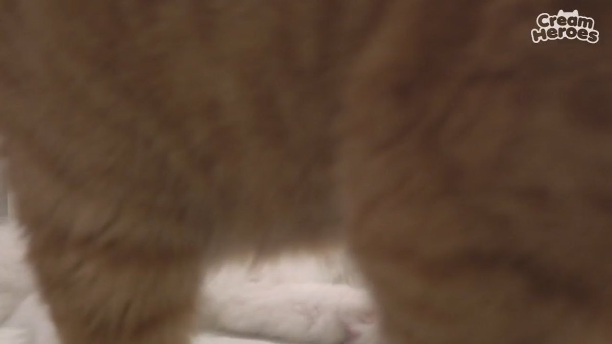 error8509's tweet image. 어제자 라이브 요약:
귀여운 털뭉치들의 카메라 점령
#HappyChuChuDay🎄