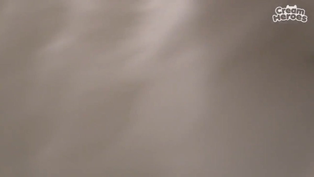 error8509's tweet image. 어제자 라이브 요약:
귀여운 털뭉치들의 카메라 점령
#HappyChuChuDay🎄