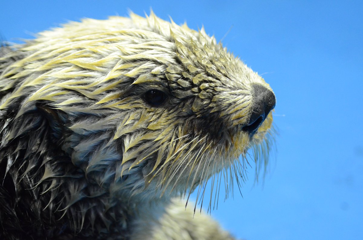 新潟市水族館マリンピア日本海pr ラッコ水槽の換水清掃が無事に終わりました 擬岩についたコケや 床のぬめりをこすり落としました ここ最近では一番コケがついていました 次回の予定は また当館hpでお知らせします ラッコ クータン 清掃 換水