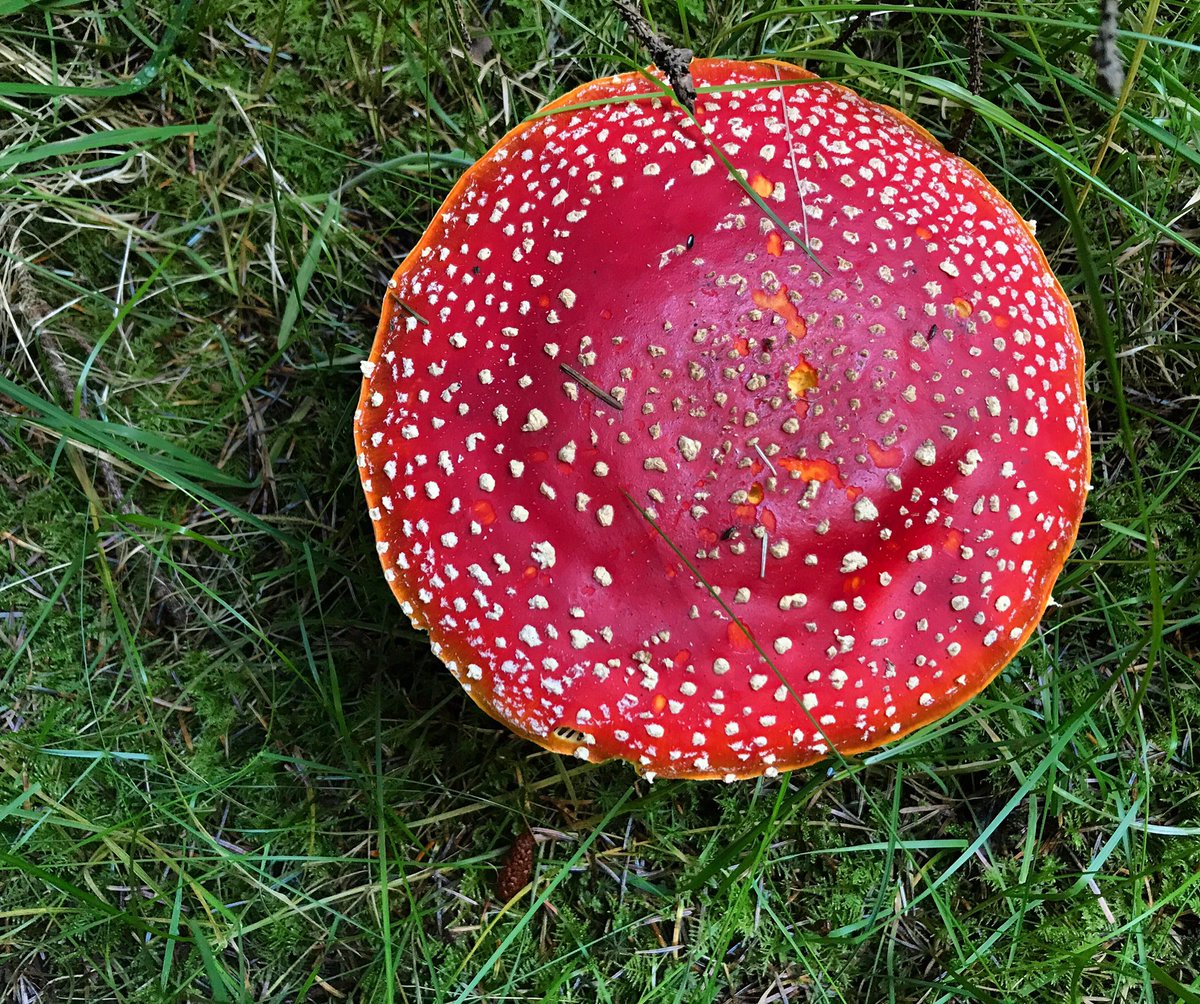thewildcooke's tweet photo. Merry Christmas and Happy Holidays pals! #MerryChrismas #ChristmasDay #fungi #mushrooms #DogLover #HappyHolidays https://t.co/1so3nHNVIX