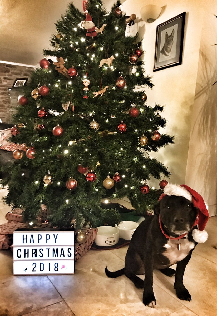 Retired Police Dog Stella the Staffie tweet media