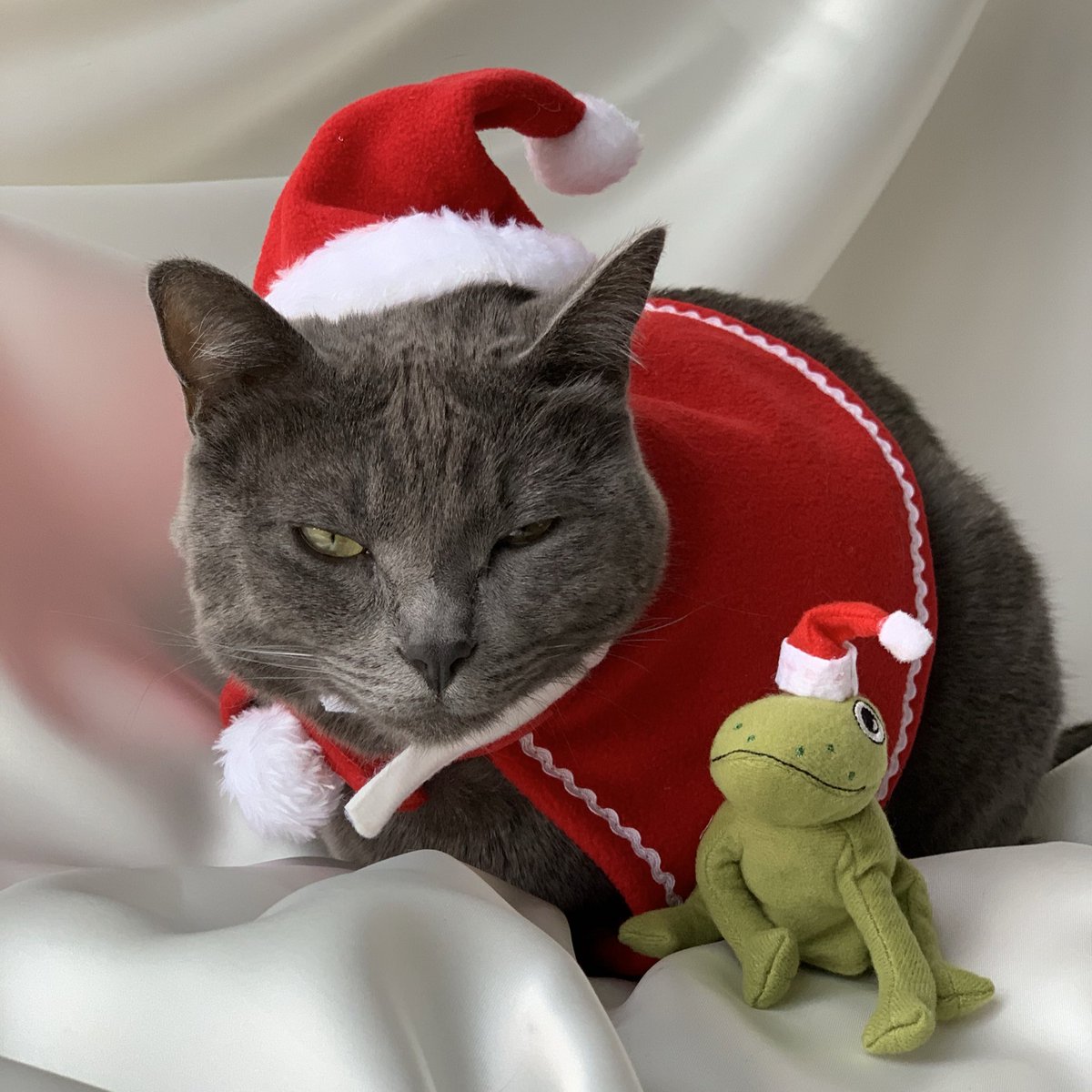 patsyshin's tweet photo. Hey girl, Merry Catmas https://t.co/eZhcSih1Fi