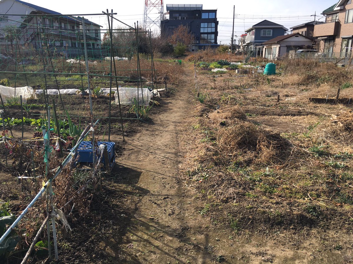 mushihito's tweet photo. 冬になって蟲っ子が居なくなって寂しいけど、じーちゃんばーちゃんの畑では野菜がこんなに沢山あるぜっ✨🥬✨ #蟲人 #家庭菜園 #畑 #散歩 #mushihito #farm #japan #December #植物 #野菜 #vegetable #冬野菜 #冬 #whinter #写真で伝えたい私の世界 #artist https://t.co/s3pyXTdJG7