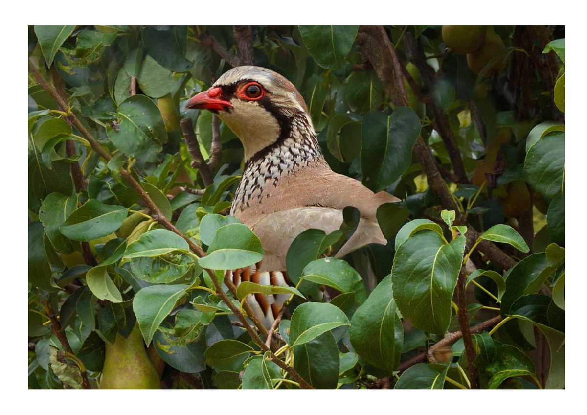 On the first day of christmas my true love gave to me a partridge in a pear tree.