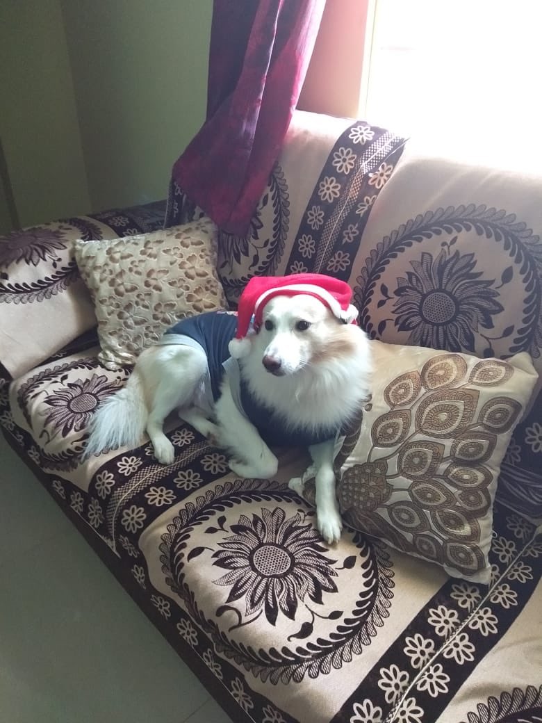 NihaPuli's tweet photo. Merry Christmas everyone #MerryChrismas #myboobooboylittlesanta #awwwmylittlepaws🐶#Happychritsmas #HappyBirthdayJesus https://t.co/Oy7WPW18Vk