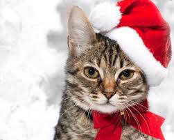 Talacats's tweet image. Tala cat park volunteers and all of our fur babies would like to wish all our followers a very merry Christmas!! 😻😻 we hope everyone has a great day!! 😸 #MerryChrismas #tala #cats #volunteers #CatsOfTwitter