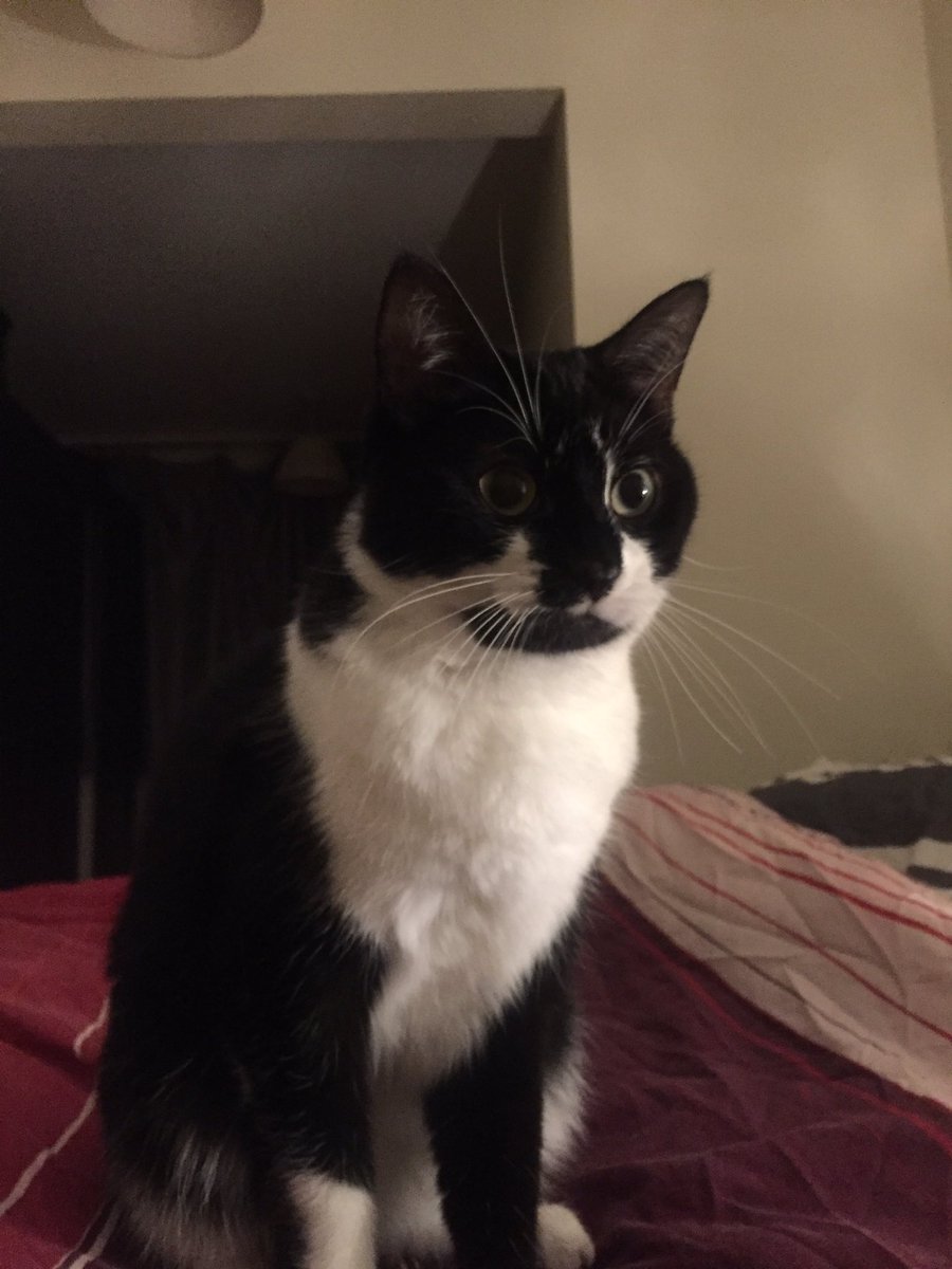 KatayaMW's tweet photo. @Emmer18 My Maggie Catcher finds that slightly horrifying 🤣 https://t.co/CadUiqXZnF