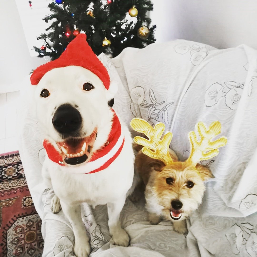 CraftQuestSA's tweet photo. #MerryChristmas from all of us at #CraftQuestSA 🍻
#joeythedog #eddiethedog #sharingiscaring https://t.co/povTBbz9Pd