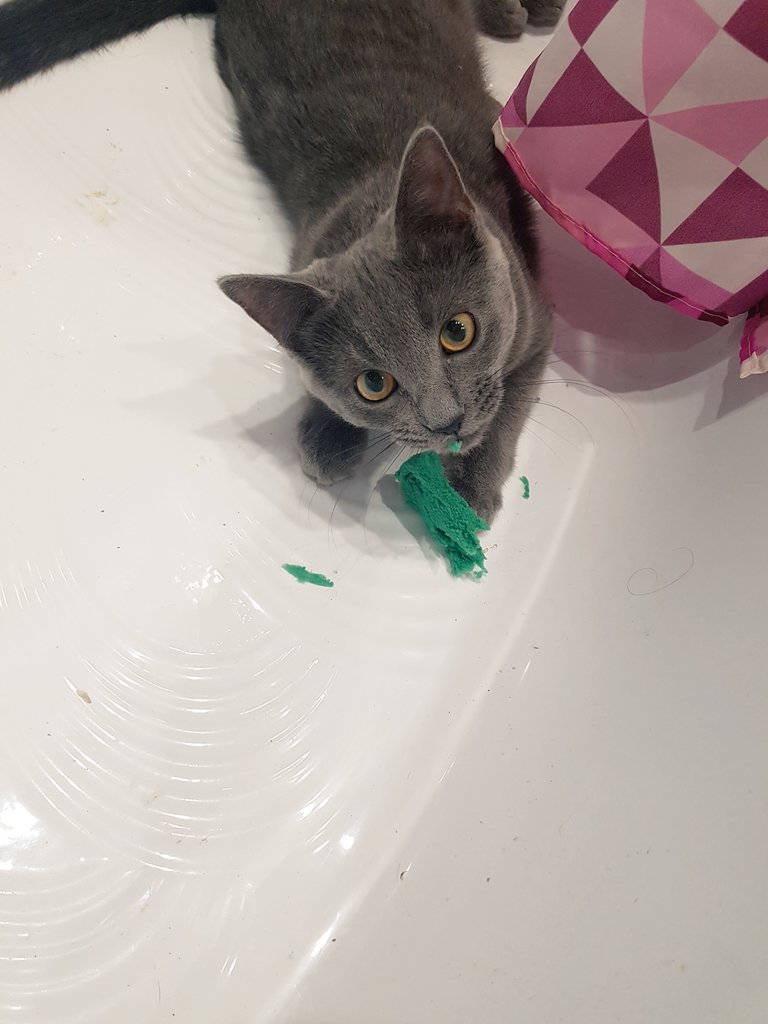 false_goddess's tweet photo. 🐾💖🛁Oh no, my shower sponge!🛁💖🐾 https://t.co/VtdeuJdkjy