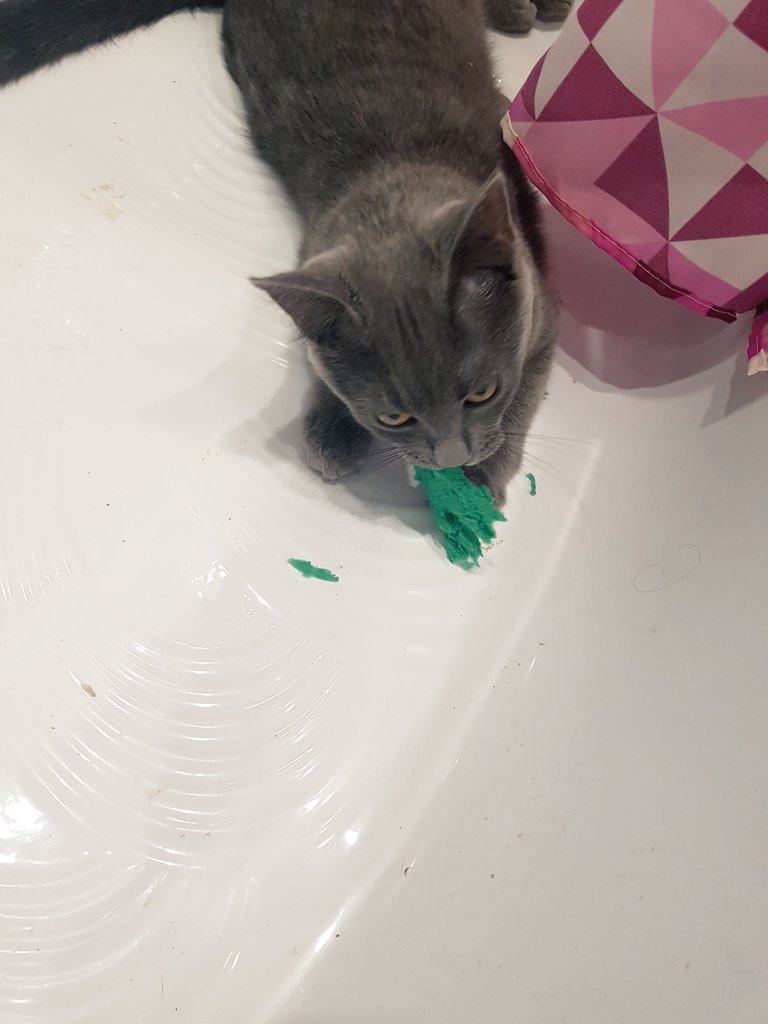 false_goddess's tweet photo. 🐾💖🛁Oh no, my shower sponge!🛁💖🐾 https://t.co/VtdeuJdkjy