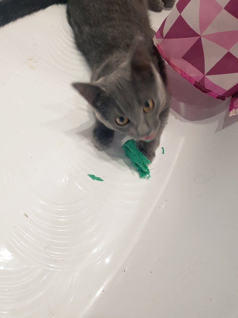 false_goddess's tweet photo. 🐾💖🛁Oh no, my shower sponge!🛁💖🐾 https://t.co/VtdeuJdkjy