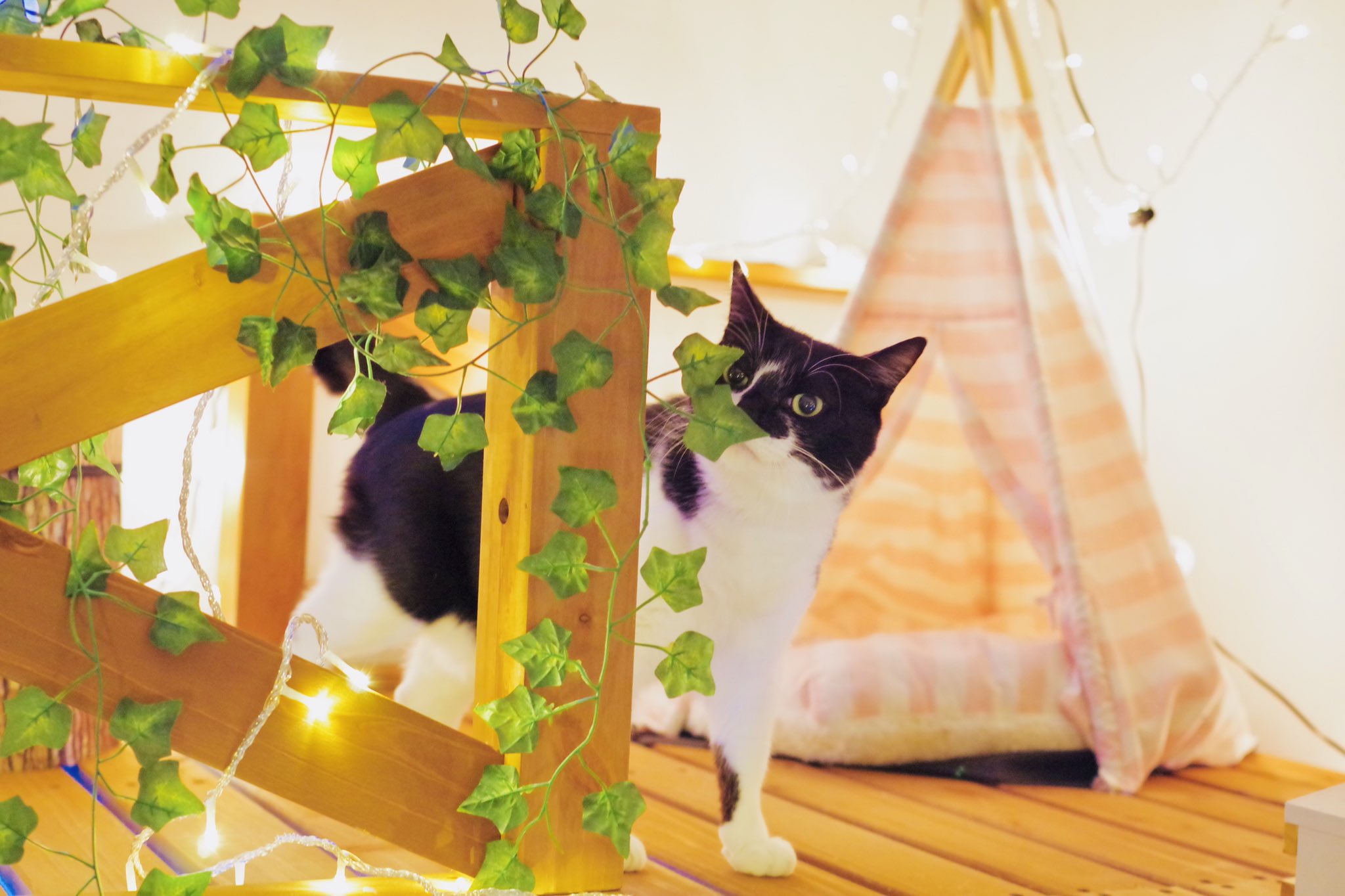 響介 完全室内飼いを貫く猫マスター僕 みんなと外で遊びたすぎてついに猫を外に出してしまう 猫と暮らす人全員に 見て欲しい T Co J69tm0v01g
