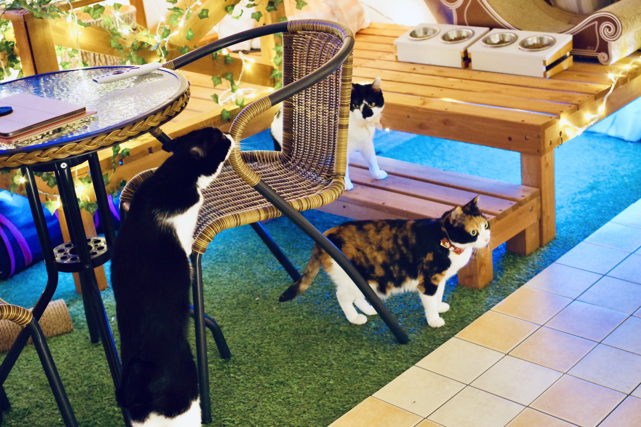 響介 完全室内飼いを貫く猫マスター僕 みんなと外で遊びたすぎてついに猫を外に出してしまう 猫と暮らす人全員に 見て欲しい T Co J69tm0v01g