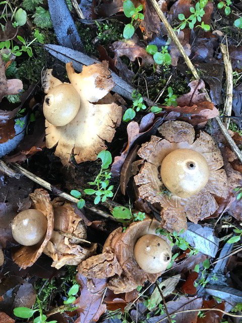 LeenRiver's tweet photo. The Earthstar of Bethlehem on Xmas Day? Not really. Found @Newstead_Abbey Nottingham on Xmas Eve. Any ideas about the species gratefully received. It was other side of a ditch so couldn't get close enough for positive ID. @nottsfungi https://t.co/rtlNBHQrMt