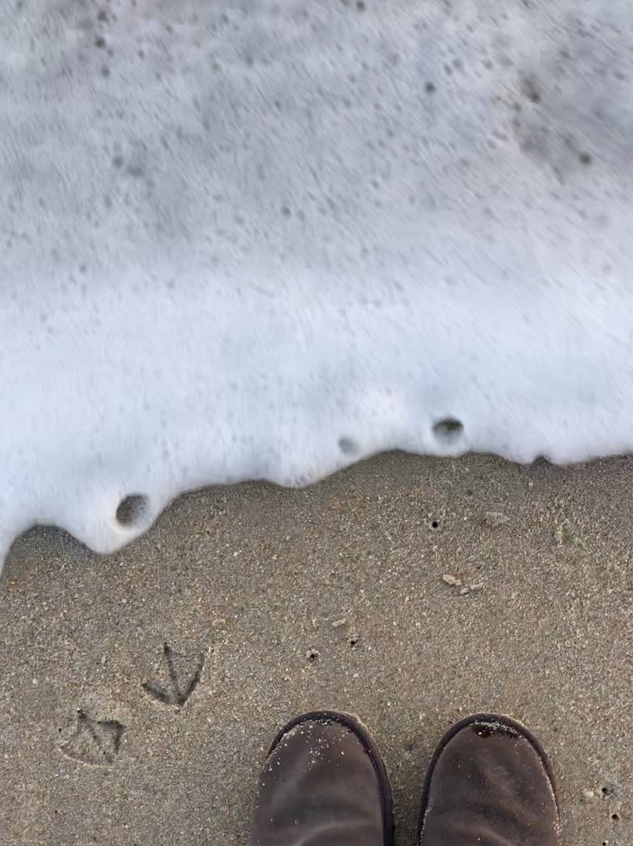 Playing chicken with the waves. Ironically, the seagull lost. I hope your Christmas is merry and bright! #floridasnow