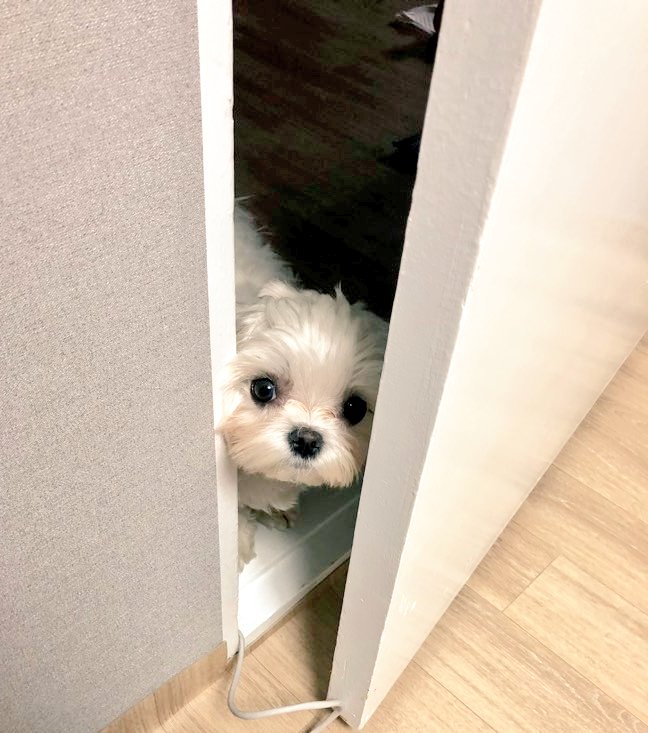 dog_millgaru's tweet photo. 저기...오늘은 이방에서 잠을 자도 되겠습니까? https://t.co/7t7g9OO3Gl