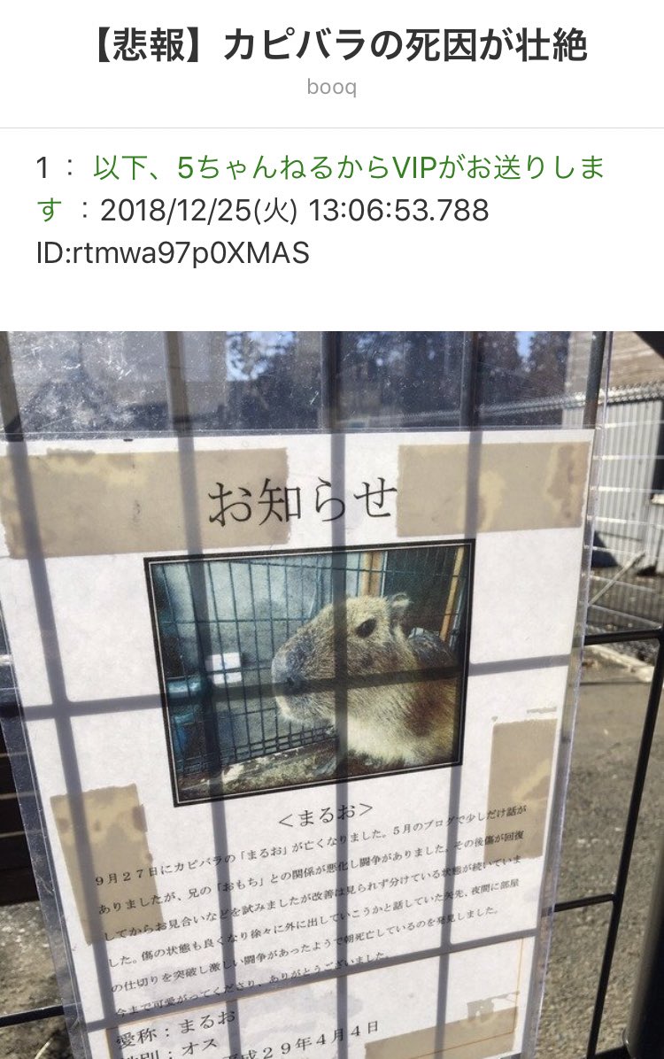 ビットコ犬 いぬ 開発組 En Twitter まるお君が兄のおもちちゃんと喧嘩 まるおが負けて別の部屋に隔離 まるお脱獄して兄にリベンジ 兄容赦なく反撃 まるお敗北 死亡 W カピバラ
