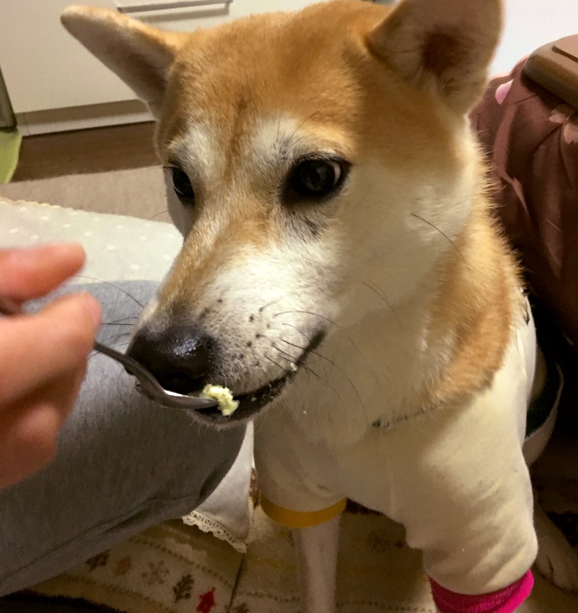 犬ケーキ 犬ケーキ