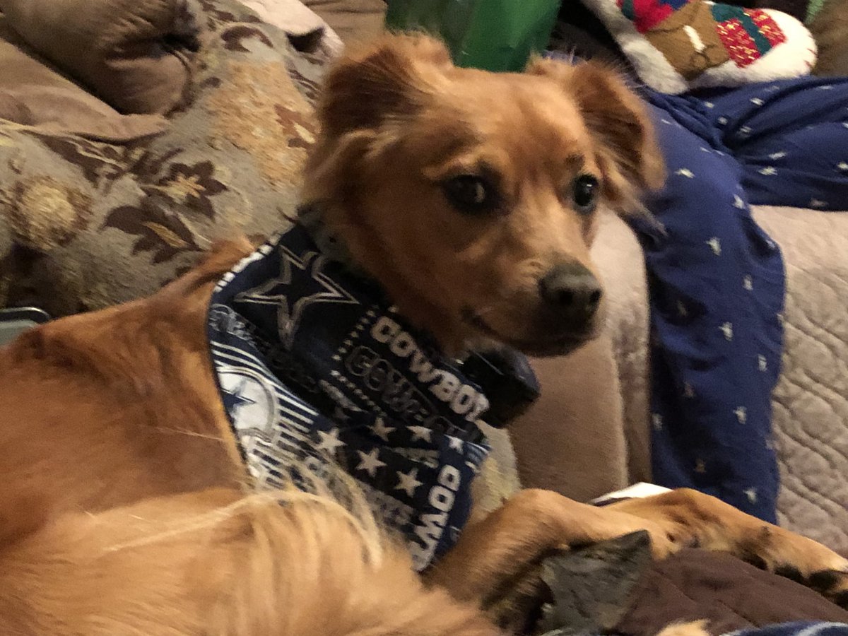 GunterDeanne's tweet photo. “Elliott” is sporting his new Christmas present @dallascowboys https://t.co/CW4FyDxtKb