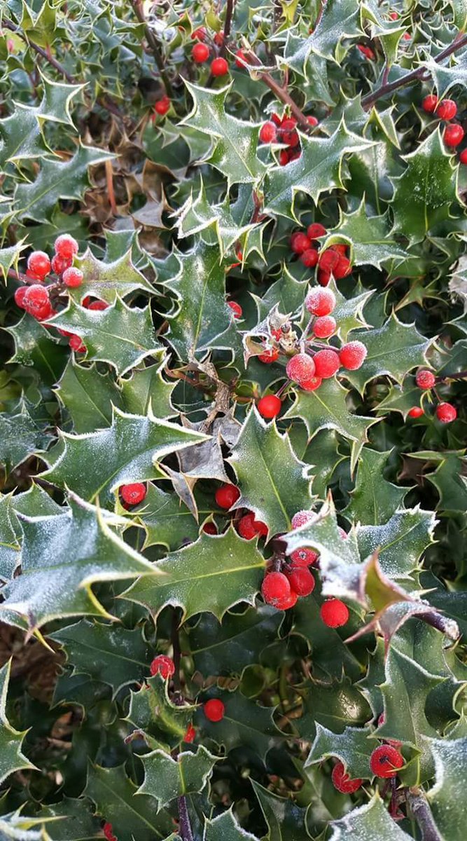 "THANK YOU" to everyone that has supported our collaborative Appeals #BOOTS100 #LOVE4LESVOS #DIGNITYPACKPROJECT #LOVEOUTLOUD working with so  many like-minded groups including <a href="/Together1001/">Together100</a> and <a href="/Herts4Refugees/">Herts For Refugees</a> and @donate4refugees / We wish you ALL a Wonderful Christmas 🎅🎅🎅🎅