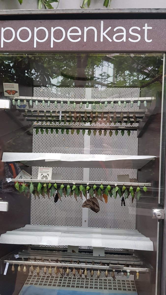 Bijzondere poppenkast @ARTIS