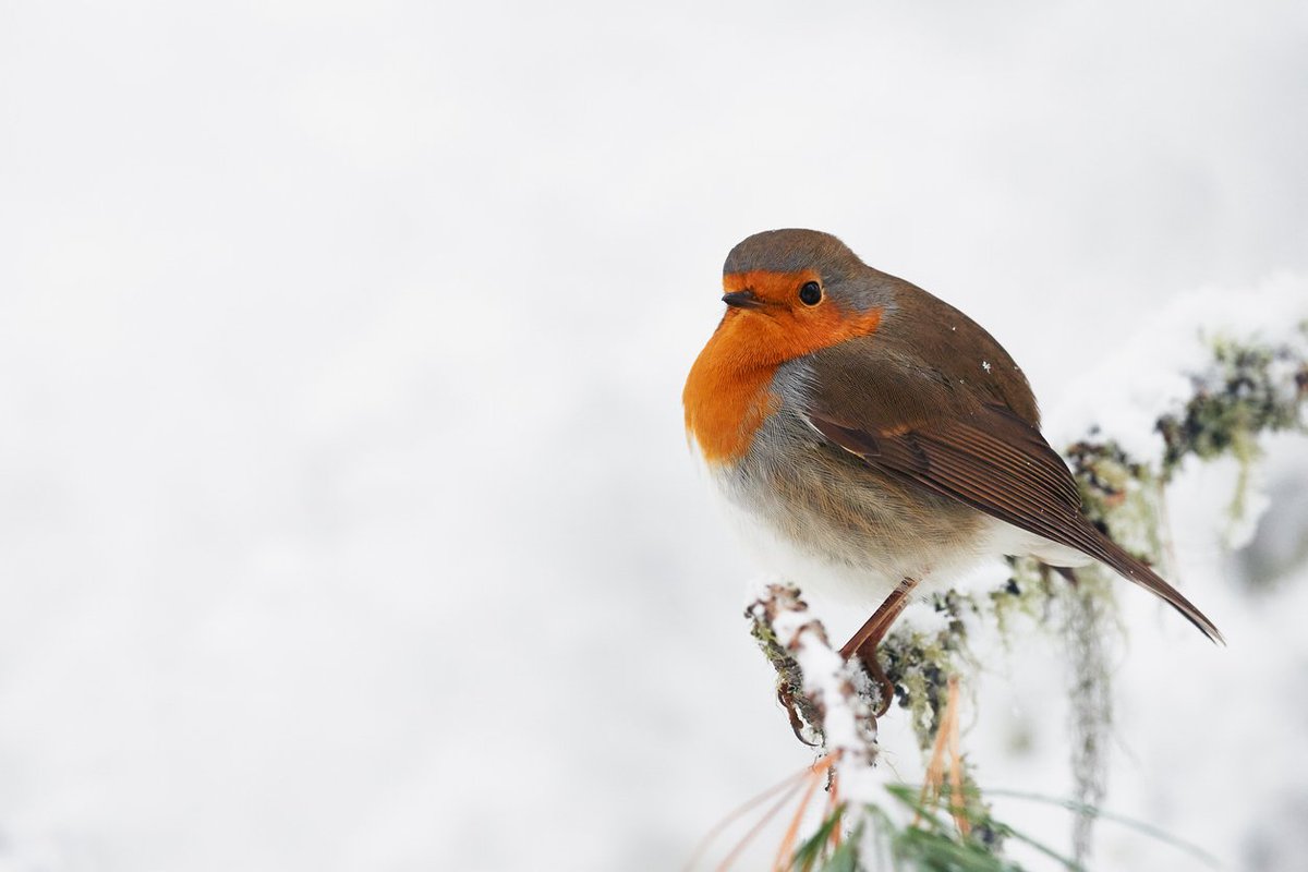 We would like to wish our customers and followers a very #MerryChristmas and a #HappyNewYear from all of us at Beaumont Forest - our branches will reopen on the 2nd of January 2019