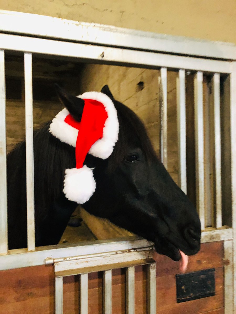KimberlyMJudson's tweet photo. Merry Christmas from Moxie &amp; me 🎄
Happy #TongueOutTuesday 👅 #tot https://t.co/Xy6hnQWuW9