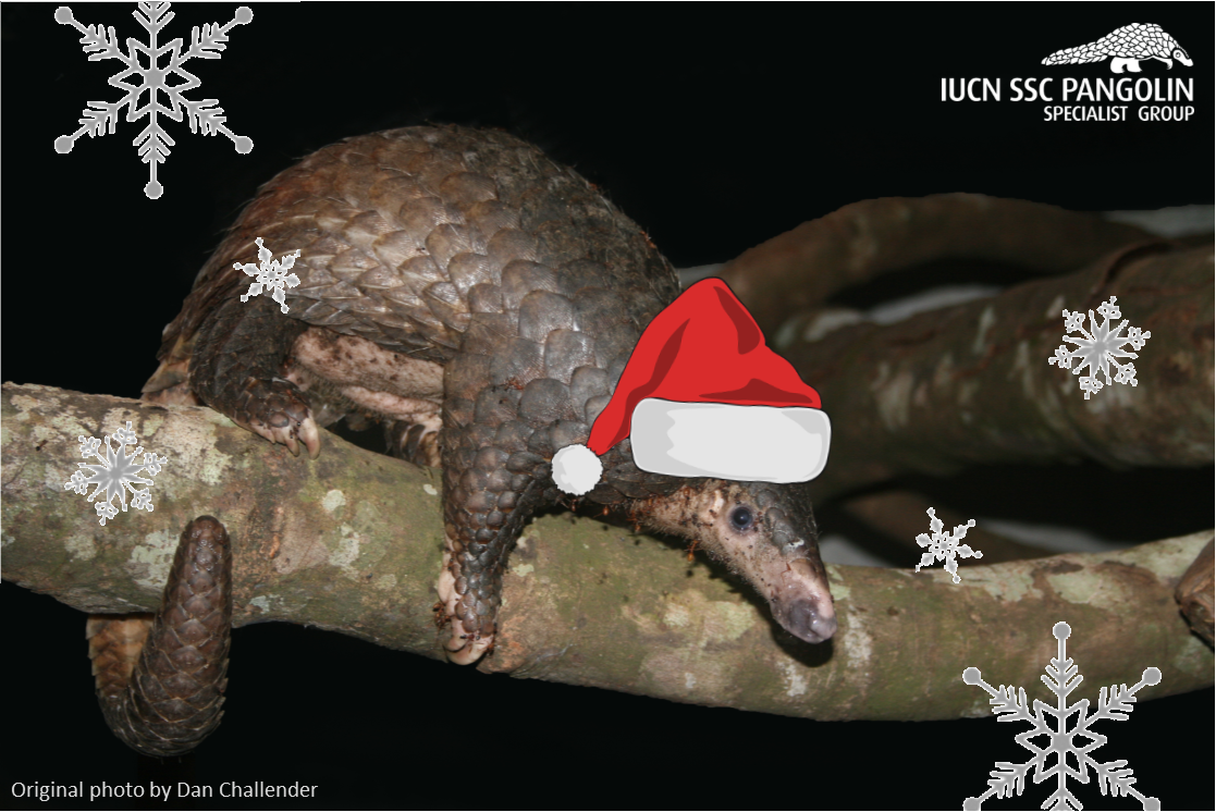 PangolinSG's tweet photo. Merry Christmas from the Pangolin Specialist Group, and this very festive Sunda pangolin! #pangolins https://t.co/XqIQwVqVVt