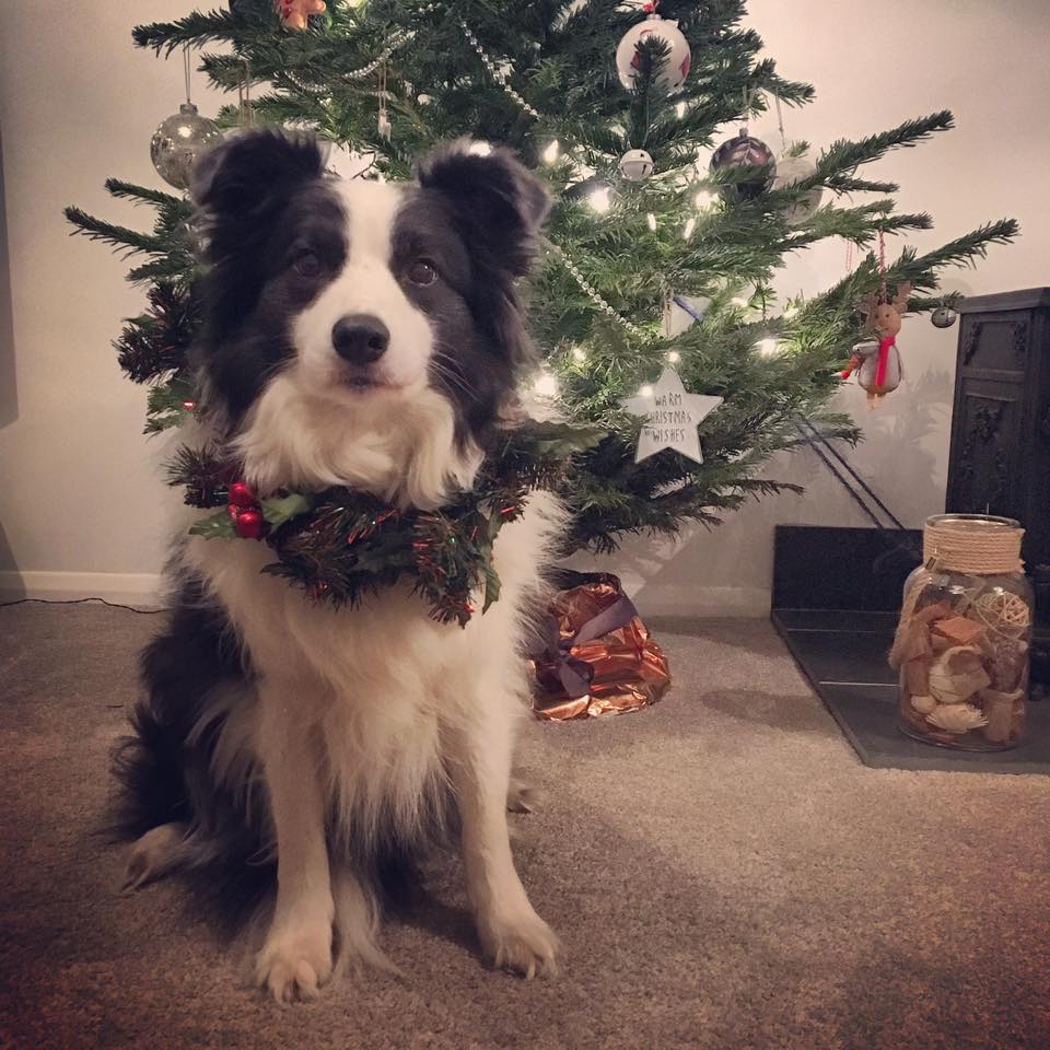 A very Merry Christmas to all of our furry and non furry followers - hoping you get lots of Greenies in your stocking :)