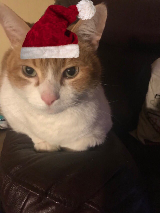 Flynn 🐱Malibu🌈Basil tweet media
